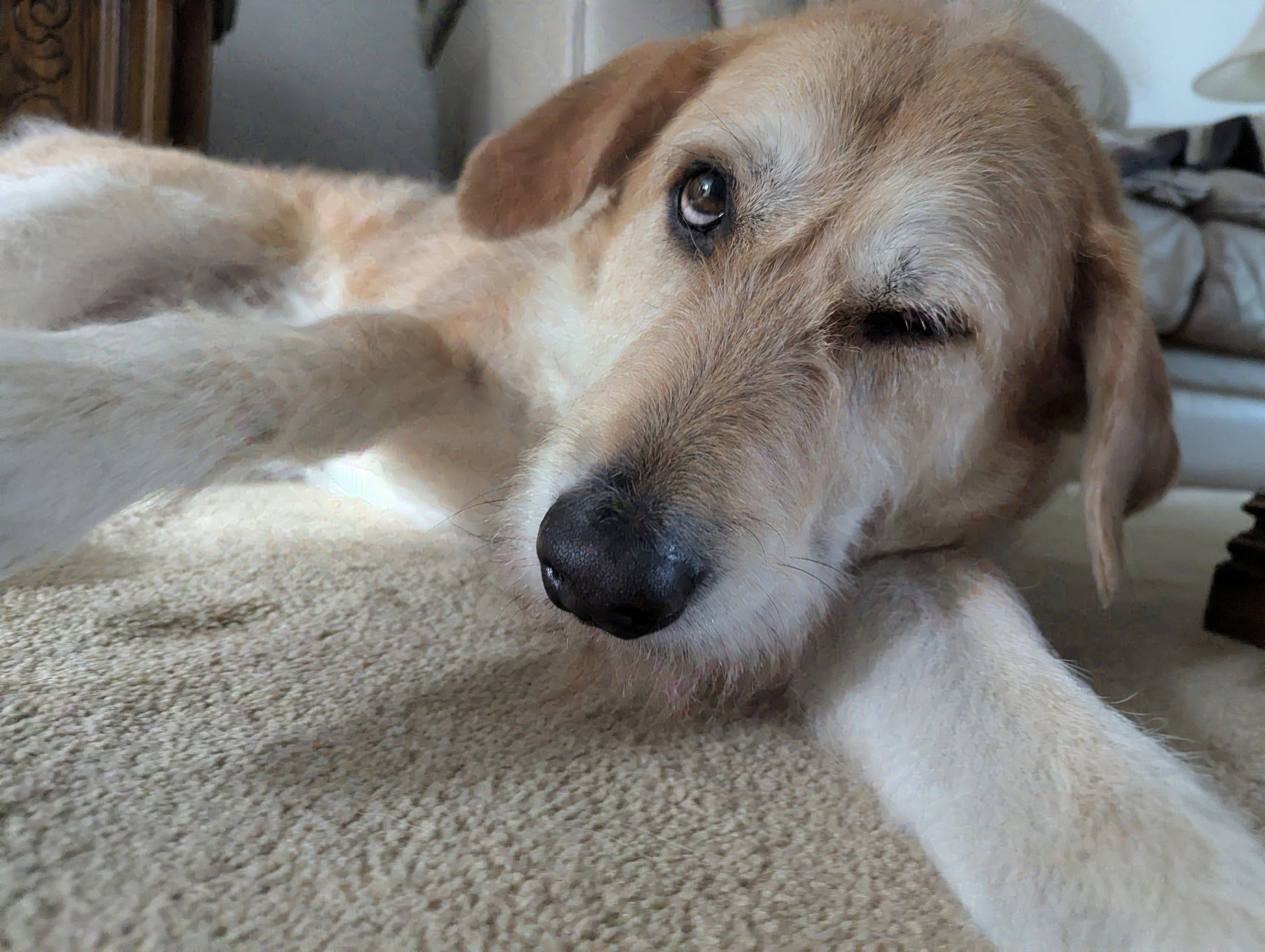 dog