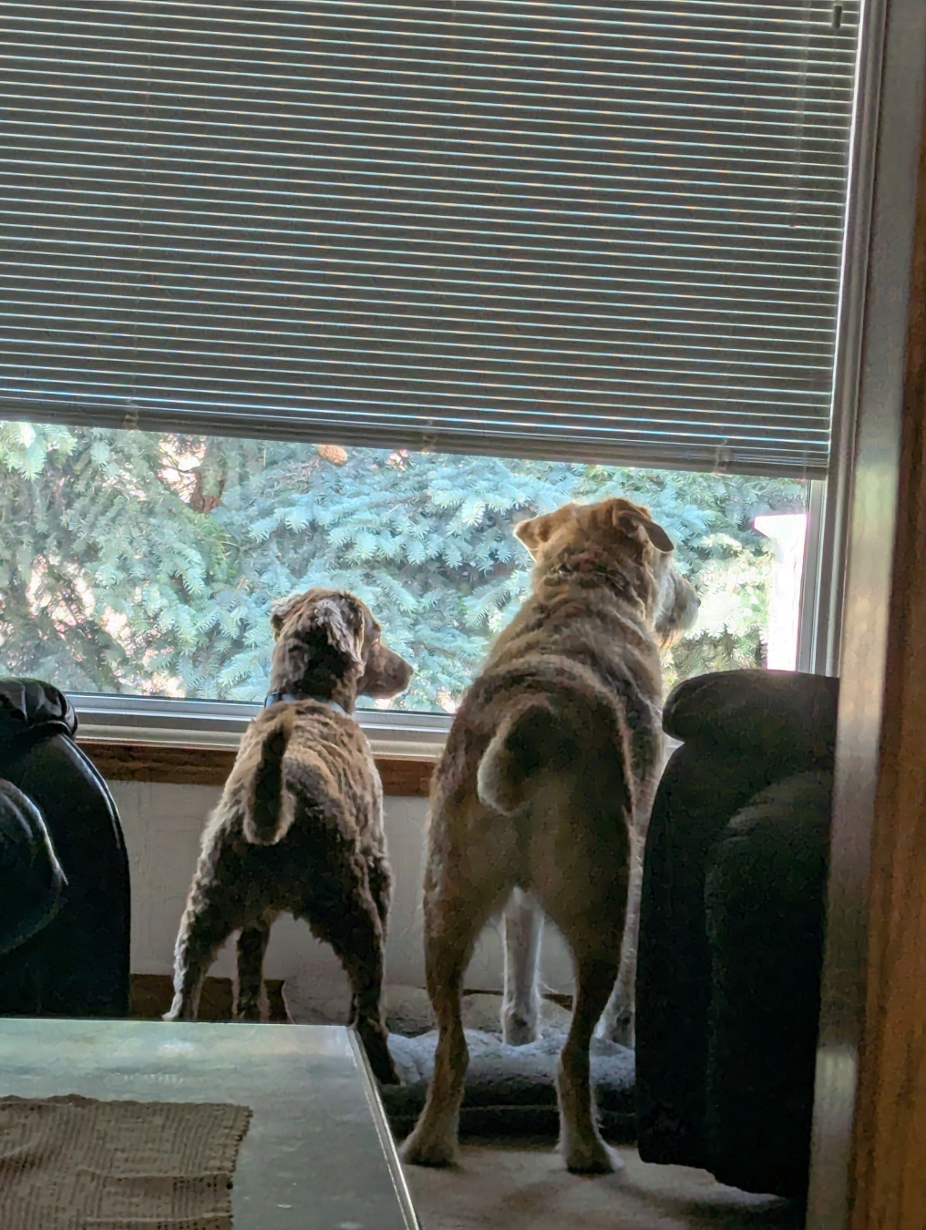 dogs