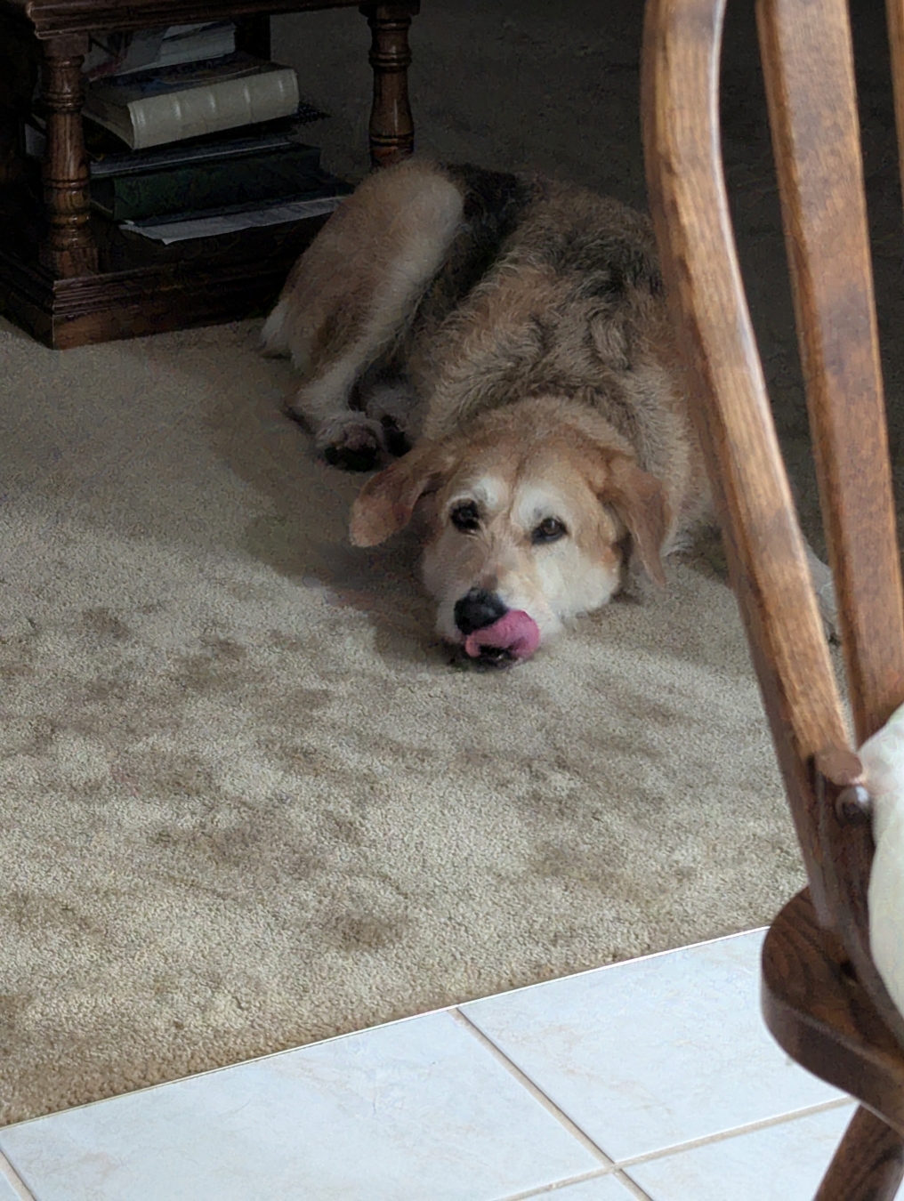 dog