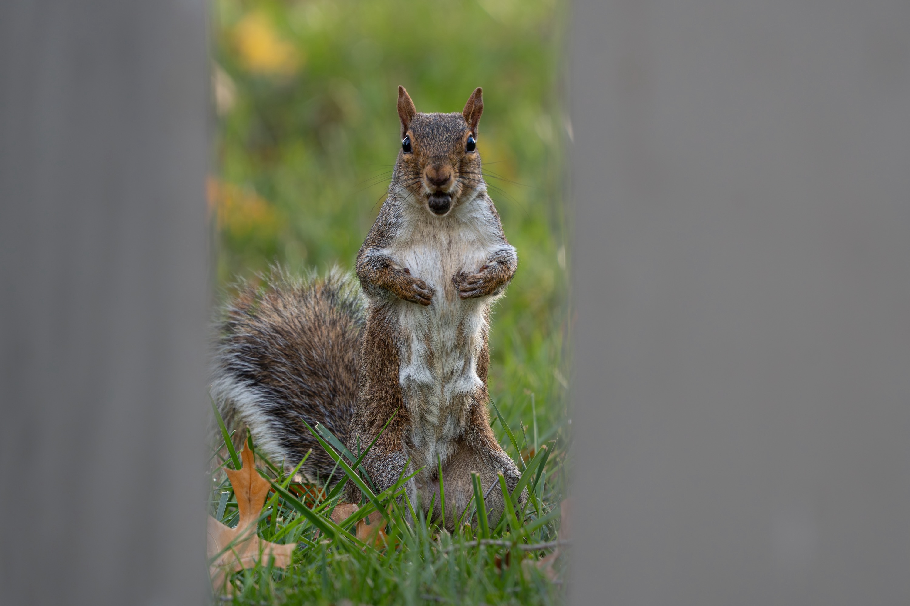 A squirrel stands upright with its paws resting on its belly, surrounded by green grass and fallen leaves. The background is blurred, drawing attention to the squirrel's detail and expression.