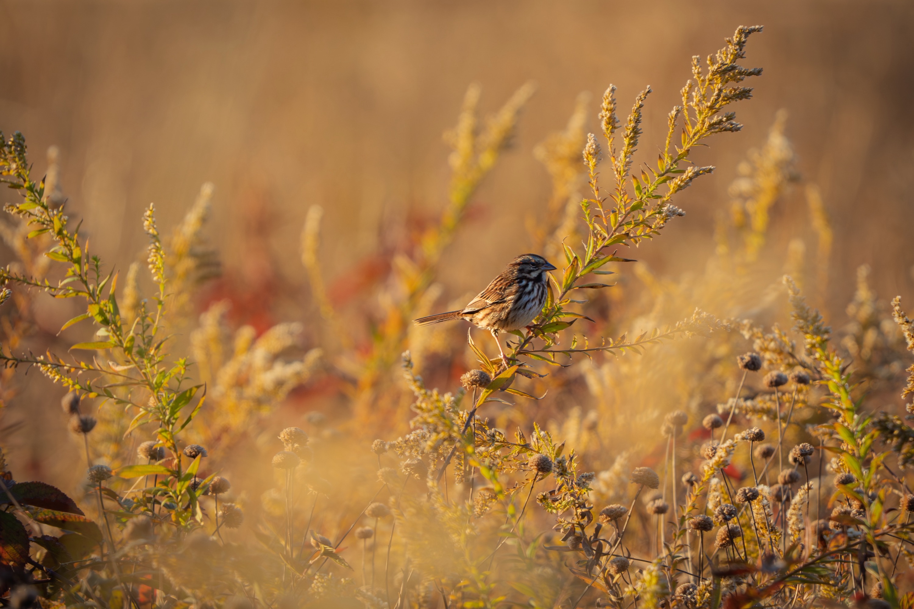 A small bird perched on a leafy branch amidst tall grasses and wildflowers, bathed in warm golden light.